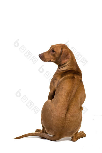 罗德西亚脊背犬孤立的白色显示脊