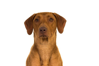 罗德西亚脊背犬肖像孤立的白色背景