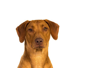 罗德西亚脊背犬肖像孤立的白色背景