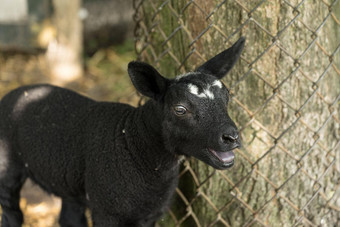 年轻的黑色的羊肉的叫声。农场栅栏