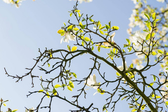 木兰花开花春天太阳清晰的蓝色的天空