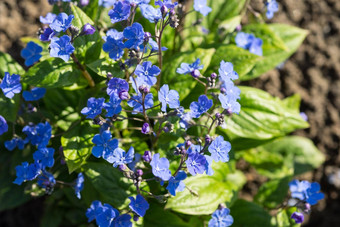 美丽的花序brunneramacrophylla关闭风景如画的图像<strong>小蓝</strong>色的花花园钴brunnera花味蕾阳光