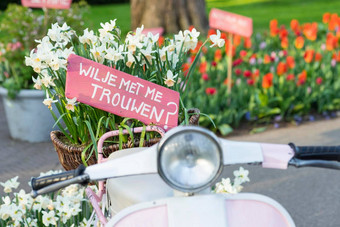 粉红色的标志篮子水仙花踏板车将结婚荷兰“想与结婚