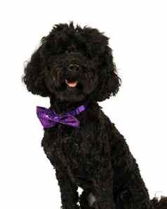 黑色的labradoodle狗紫色的领结优雅的别致的面对相机孤立的白色背景