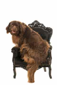 大棕色（的）芬德兰狗坐着黑色的巴洛克式的扶手椅孤立的白色背景