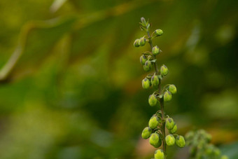 关闭黄色的花桃花心木植物<strong>十大</strong>功劳阿奎弗洛尔阳光花园绿色背景