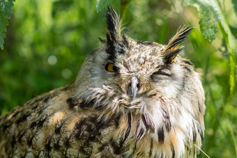 肖像西伯利亚鹰猫头鹰断续器断续器西伯利亚头绿色背景在户外