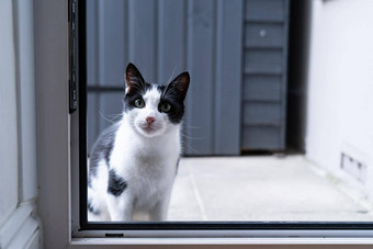 黑色的白色国内猫坐着家门口前面厨<strong>房门</strong>等待
