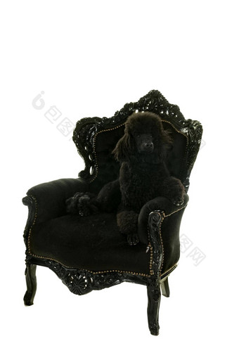 黑色的王贵宾犬孤立的白色坐着黑色的巴洛克式的扶手椅