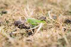 大绿色蚱蜢坐着干草少女城堡多尔切斯特