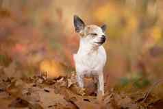 吉娃娃狗坐着秋天森林车道阳光