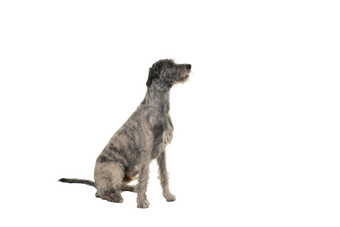 灰色大爱尔兰猎狼犬狗坐着横盘整理孤立的白色背景