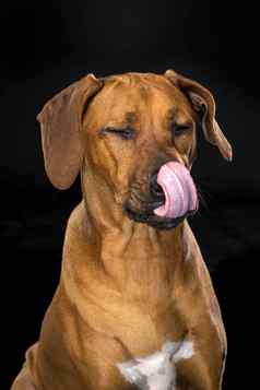 肖像罗德西亚脊背犬狗孤立的黑色的背景坐着舔鼻子