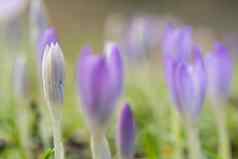 充满活力的软淡紫色紫色的春天crocusses早期早....阳光