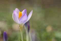 充满活力的软淡紫色紫色的春天crocusses早期早....阳光