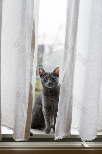 可爱的有趣的灰色的俄罗斯<strong>蓝色</strong>的猫前面窗口白色<strong>窗帘</strong>