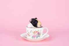 可爱的小婴儿几内亚猪坐着茶杯粉红色的彩色背景