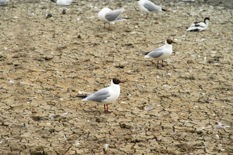 只黑头海鸥站干湿地沙子湿地洪水区域