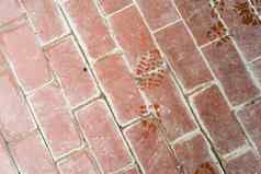 地板上Terracotta瓷砖的足迹湿鞋子前视图