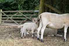 集团羊羊羔休息下面灌木栅栏夏天城堡黑斯廷斯苏塞克斯英格兰
