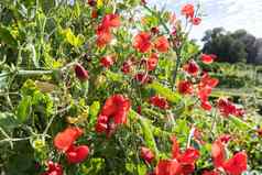 植物红色的甜蜜的豌豆Lathyrus开花蔬菜花园阳光明媚的一天夏天
