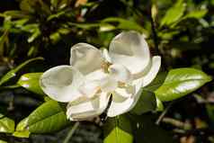 单花木兰开大花的大白色花强大的fraguence常绿植物