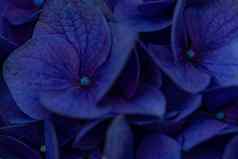 水平完整的lenght模糊的拍摄蓝色的花背景