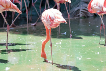 粉红色的加勒比<strong>火烈鸟</strong>phoenicopterus红色的红色的水粉红色的<strong>火烈鸟</strong>沼泽