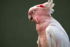 主要米切尔的凤头鹦鹉洛弗奇罗阿铅比特利粉红色的鹦鹉澳大利亚