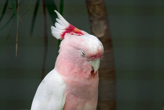 粉红色的鹦鹉头关闭洛弗奇罗阿铅比特利Cacatua主要米切尔的凤头鹦鹉枇杷属铅比特利