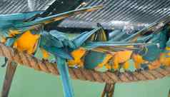 群蓝黄相间金刚鹦鹉破阿拉鲁纳南美国鹦鹉本地的委内瑞拉秘鲁巴西玻利维亚巴拉圭