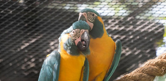 蓝黄相间金刚鹦鹉蓝色和金色金刚鹦鹉破阿拉鲁纳鸟鹦鹉科家庭著名的鹦鹉世界