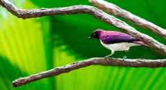 violet-backed燕八哥cinnyricinclus白细胞增生紫水晶日上三竿之后燕八哥