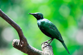 绿色光滑的燕八哥栖息树金属绿色彩色的鸟