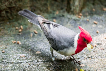 夏威夷red-crested<strong>红衣主教</strong>帕罗阿里亚取得鸟