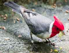 夏威夷red-crested红衣主教帕罗阿里亚取得鸟
