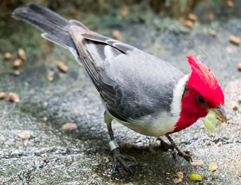 夏威夷red-crested<strong>红衣主教</strong>帕罗阿里亚取得鸟