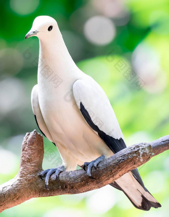 皮耶德帝国鸽子杜库拉Bicolor站分支大皮耶德物种鸽子发现森林林地红树林种植园擦洗东南亚洲