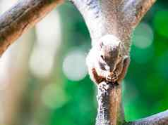 车前草松鼠东方松鼠有三色的松鼠callosciurus诺塔图斯啮齿动物哺乳动物树分支