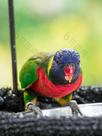 彩虹吸蜜鹦鹉毛滴虫血吸虫病摩斯卡努斯漂亮的彩色的鹦鹉