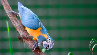 美丽的蓝黄相间金刚鹦鹉破阿拉鲁纳蓝色和金色金刚鹦鹉