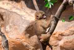 年轻的狒狒狒狒攀爬树食物