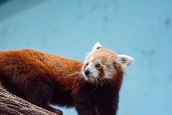 可爱的红色的熊猫被称为较小的熊猫红色的熊猫红色的cat-bearailurus富尔根食物