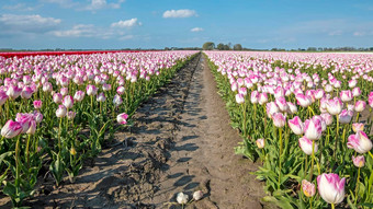 开花粉红色的郁金香农村荷兰