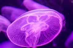 月亮水母奥雷利亚奥里塔紫色的半透明的颜色黑暗背景奥雷利亚奥里塔被称为常见的水母月亮水母月亮果冻飞碟果冻广泛研究了物种属奥雷利亚