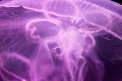 月亮水母奥雷利亚奥里塔紫色的半透明的颜色蓝色的背景奥雷利亚奥里塔被称为常见的水母月亮水母月亮果冻飞碟果冻广泛研究了物种属奥雷利亚