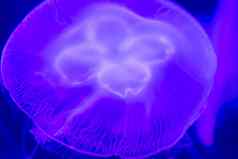 月亮水母奥雷利亚奥里塔紫色的半透明的颜色黑暗背景奥雷利亚奥里塔被称为常见的水母月亮水母月亮果冻飞碟果冻广泛研究了物种属奥雷利亚