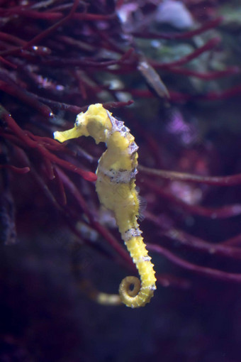 模糊的<strong>照片</strong>排<strong>海马海马</strong>体直立人海水族馆