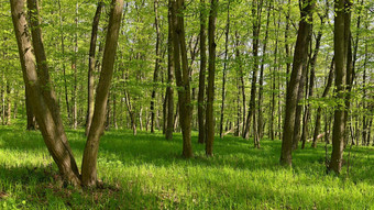 美丽的绿色背景<strong>森林</strong>春天自然树色彩斑斓的背景