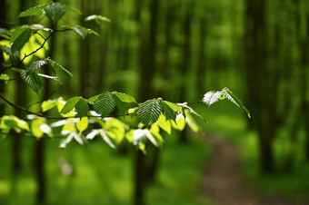美丽的绿色背景森林春天自然树色彩斑斓的背景